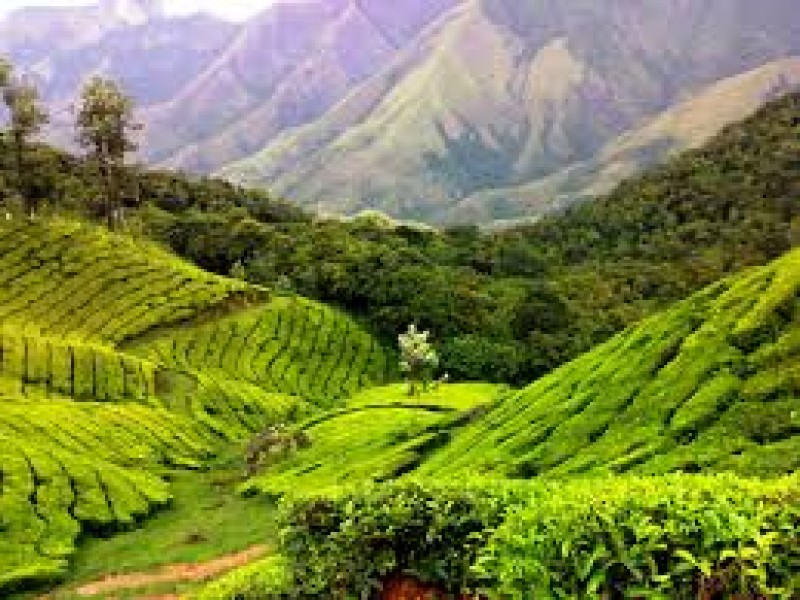 Kerala Holiday Packages Bring Enjoyment to Every Type of Travel